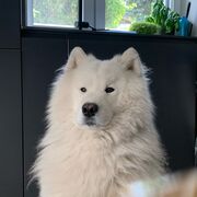 みんなの日本語
