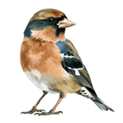 Écologie générale