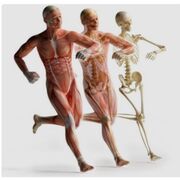 intro to kinesiology - exam review