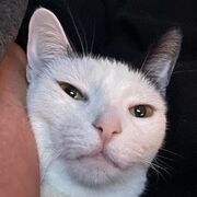 WSET Varietal Characteristics