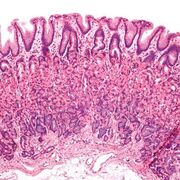 Histología 3er parcial
