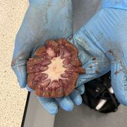 Biology - Module 5 - Communication, homeostasis and energy