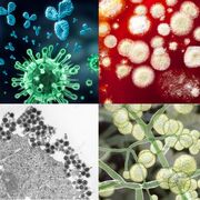 MYCOLOGY & VIROLOGY [O.S.P.E]