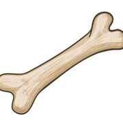 Year 2 - MSK and Orthopaedics