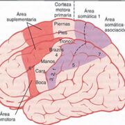 Fisiología 3er Parcial