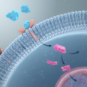 stofwisseling en endocrinologie