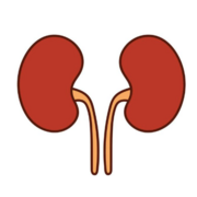 5º_1º EM3 Nefrologia