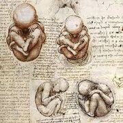 embryologie