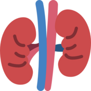 Renal System