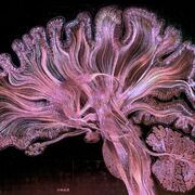 UOB RESEARCH METHODS