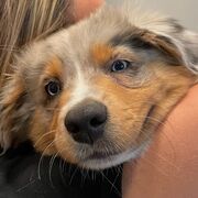 EC Plastic Surgery In-Service Questions (2014-2023)