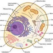 Biology 3/4