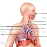 Biologie 1 (Exam 3)