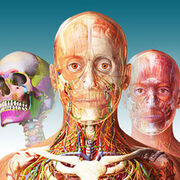 Anato Gral 25-26 resumido