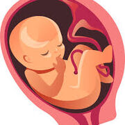 Prenatal Development Test