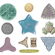 Genetics, evolution, and diversity