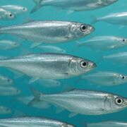 Comparative animal physiology