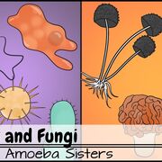 Practice Quiz + Outline - Protists & Fungi