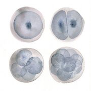 EMBRYO S1