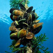 Organismal Diversity 1