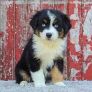 2026 Advanced Principles