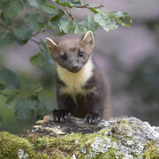 Biodiversity Conservation