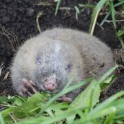 Principles Of Ecology