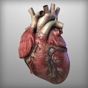 ANATOMIA