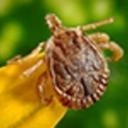 Principles of Infectious Disease