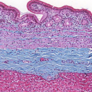 Histologia l