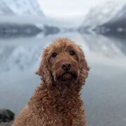 Anatomy & Physiology- Block 9 Cardiovascular	 SUMMER EXAM!