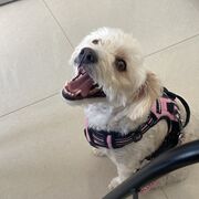 RESIDENCIA MEDICA 2026