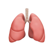 1C: Respiratory Conditions
