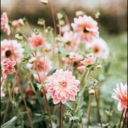 Anotomy Of Flowering Plant