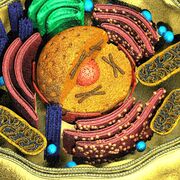 1. Cell Till Organism Modeller