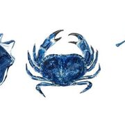 Biological Psychology