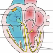 DMV1102 - Cardiovasculaire