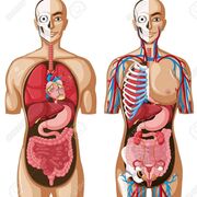 Anatomie et physiologie