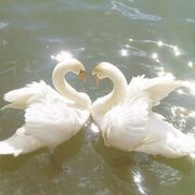 Hiszpański - Lekcja 1 🦢🪽