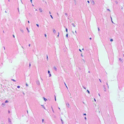 DMV1102 - Histologie