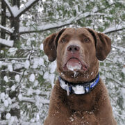 Hiver 2026 (Daphnée & compagnie)