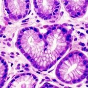 1 Parcial Histología