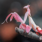 9 Biology 400 (Herberger)