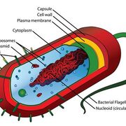 Y1 DBS Oral Microbiology