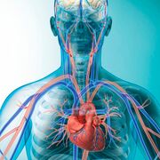 1S2 Cardiovascular System