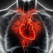 1S2 Respiratory System