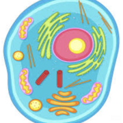 National 5 Biology - Cell Biology