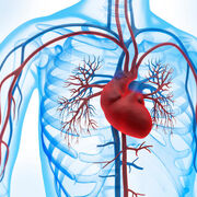 Anatomia 1