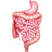 Gastrointestinal Including The Liver