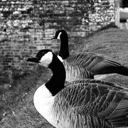 A&P - Block 5 Repro & Immunology